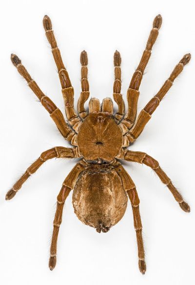 English: Goliath birdeater female - Dorsal side - 23,5 cm - Mounted specimen by Philippe Annoyer Locality: French Guiana, France. License: CC BY-SA 4.0